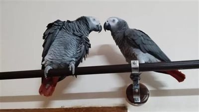 بعد رصد مكافأة كبيرة.. عودة الببغاء الهارب إلى عائلته في الهند