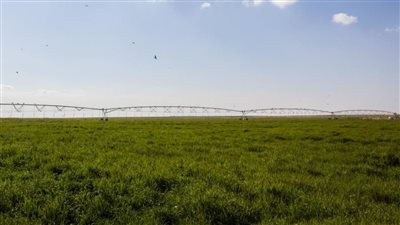 بالأرقام.. جهود الحكومة في قطاع الزراعة خلال الـ 8 سنوات الأخيرة| إنفوجراف