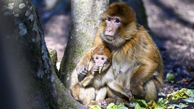 سفينة نوح.. ملجأ لحماية قردة المكاك من الانقراض