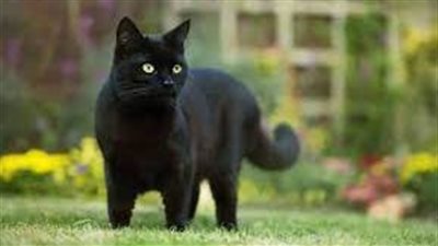تفسير رؤية القط الأسود في المنام وعلاقتها بمكر وخيانة الزوج 