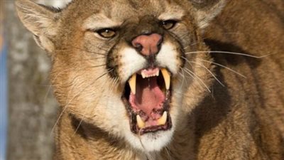 مصرع حارس بحديقة حيوان في اليابان بعد تعرضه لهجوم من أسد