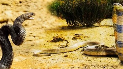 قتال الأفاعي.. معركة شرسة بين أفعتين ينتهي بهزيمة الاثنين | فيديو