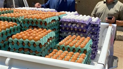 أرخص كرتونة بيض في مصر | صور 