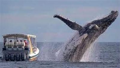 العملاق الغاضب.. حوت ينقض على قارب صيد في إنجلترا |فيديو 