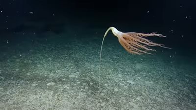 رحلة استكشافية تلتقط فيديو لمخلوق بحري نادر وغريب | فيديو