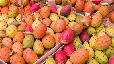 تفسير حلم أكل التين الشوكي وعلاقته بصلاح تربية الأبناء