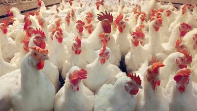 مربو الدواجن: جهات أجنبية تمارس ضغوطا داخلية لاستيراد المجزءات