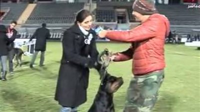 بالفيديو.. «كلاب على الشاشة».. داليا البحيري تصطحب كلبها في «أنا مصر».. فقرات خاصة لـ«مروضيها» على «روتانا والقاهرة والناس».. «ساعة كاملة» للهو الكلاب