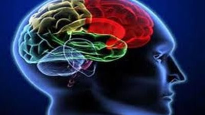 دراسة :الفص الجبهى بـ 