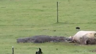 تمساح يلتهم بقرة ضخمة أمام أعين زوجين وأطفالهما (فيديو)