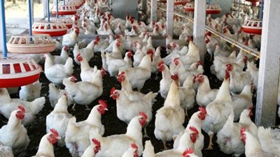 منتجو الدواجن يواجهون تحديات الأنفلونزا والقروض
