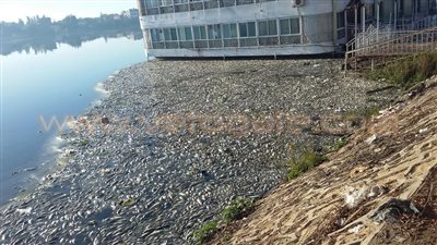 بالصور.. ظهور أطنان من الأسماك النافقة بـ«فوة» في كفر الشيخ مجددًا