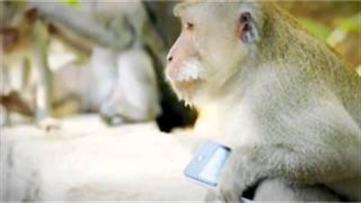 بالفيديو.. مذيع «BBC» يعقد صفقة مع قرد سرق هاتفه الآيفون