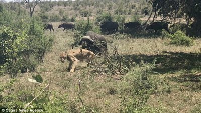 جاموس وحشي يهاجم أسدا بشراسة غير متوقعة (فيديو وصور)