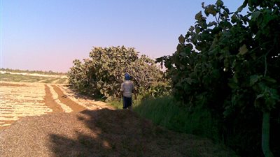 نقيب الفلاحين يشيد بوقف ملاحقة متعثرى البنك الزراعى