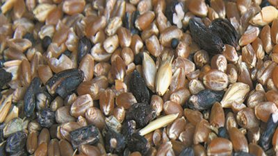 القمح المسرطن يعود من جديد بموافقة الحكومة.. استيراد قمح يحتوي على «الإرجوت».. حجازي: الطفيل يصيب الإنسان والماشية.. عبد الرحمن: يسبب أمراض الكبد والسرطان والموت المفاجئ.. حنان: يضاعف حالات 