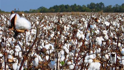 321 % ارتفاعا بصادرات القطن المصرى