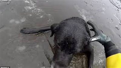 لحظة إنقاذ كلب علق في نهر متجمد (فيديو وصور)