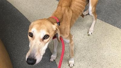 إنقاذ كلب يلتصق جلده بعظامه (صور)