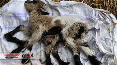 كرواتيا.. ولادة جدي بثمانية أطراف