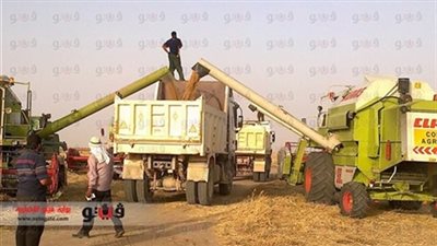 الانتهاء من حصاد 86 ألف فدان قمح بالوادي الجديد