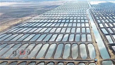 «فيتو» داخل مشروع الاستزراع السمكي بقناة السويس قبل افتتاحه.. أكثر من 4 آلاف حوض تسهم في تحقيق الأمن الغذائي.. توفير 3 آلاف فرصة عمل.. إنتاج أسماك من مختلف الأنواع