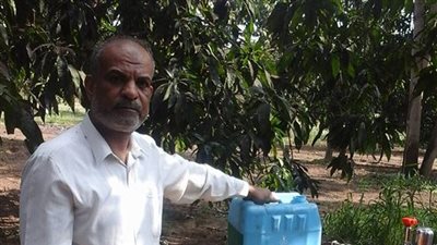 «زراعة الإسماعيلية»: طرق لمواجهة العفن الهبابي لأشجار المانجو