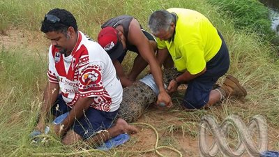 العثور على يد وذراع إنسان في معدة تمساح