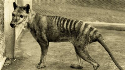 التنوع الجيني لنمر تسماني السبب في تدهور أعداده منذ أكثر من 70 عاما