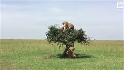 تسلق 6 أسود لشجرة يثير حيرة الكثيرين (فيديو وصور)