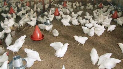 تعليق استيراد المنتجات الحيوانية والدواجن من الصين