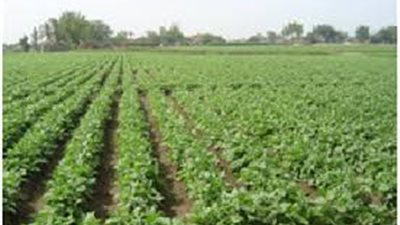 خسائر لمزارعي الفاصوليا الخضراء في سوهاج بسبب توقف التصدير