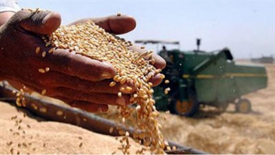 توريد 67 ألف طن قمح لشون القليوبية