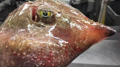 أغرب المخلوقات البحرية المرعبة في روسيا (صور)