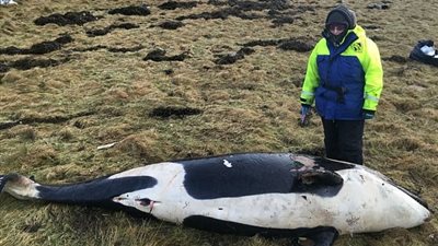 العثور على حوت نافق بشاطئ أسكتلندي (صور)