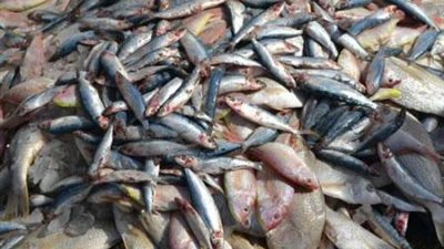 ضبط كمية من الأسماك الفاسدة في شبرا الخيمة