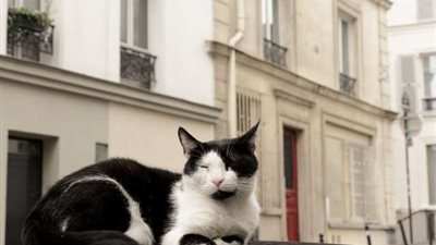 فرنسا تعين قطتين للقضاء على الفئران في مكاتب الحكومة