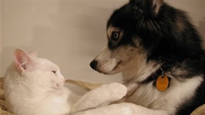 طوق جديد يساعد على فهم مشاعر الكلاب والقطط ويترجم إشارتها الجسدية