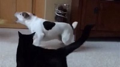 بالفيديو والصور.. قطة تفض شجارا بين كلبين