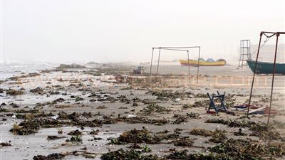 بالصور.. «ورد النيل» يكشف تلوث بحيرة «المنزلة»