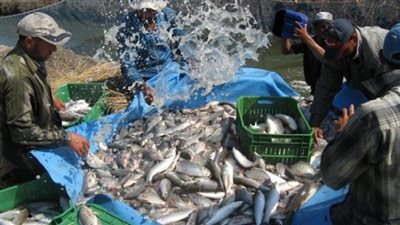 اجتماع الأسبوع المقبل للوقوف على مصير المزارع السمكية بمثلث الديبة