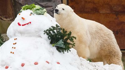 لقطات مذهلة لحيوانات تحتفل بالكريسماس (صور)