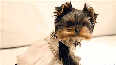 5 نصائح لقضاء إجازة سعيدة بصحبة كلبك