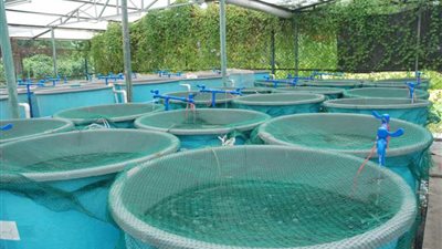 وفد صيني يبحث فرص الاستثمار في الاستزراع السمكي