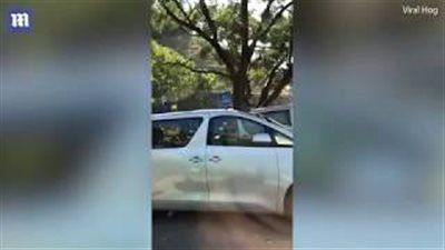 قرد يدمر سيارة في رحلة سفاري (فيديو وصور)