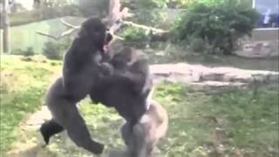 بالفيديو.. «خناقة» عنيفة بين زوجين من الغوريلا داخل حديقة حيوان