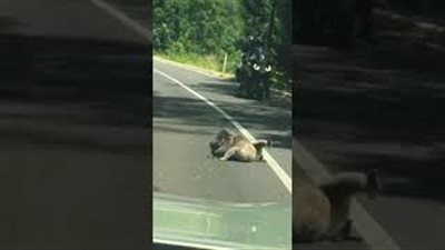 مصارعة بين زوجين من الكوالا في منتصف الطريق (فيديو)