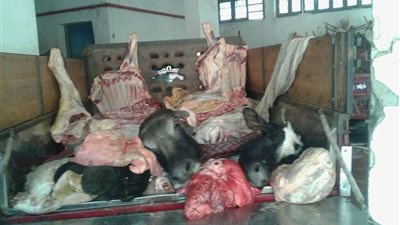 التحفظ على طن لحوم فاسدة قبل طرحها في أسواق الفيوم