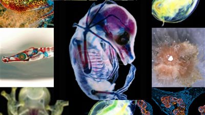 أفضل صور علمية في 2017