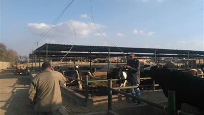 سقوط أسلاك الضغط العالي وقطع الكهرباء عن 5 قرى في القليوبية